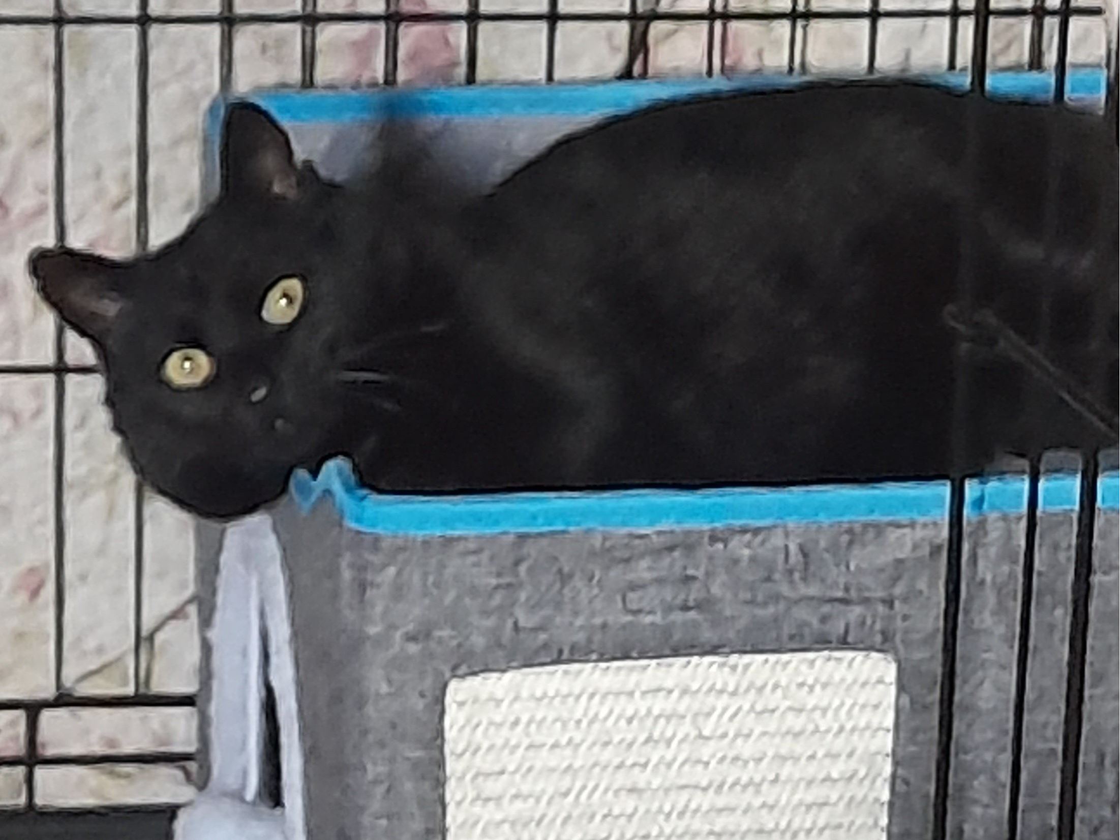 found cat 734800