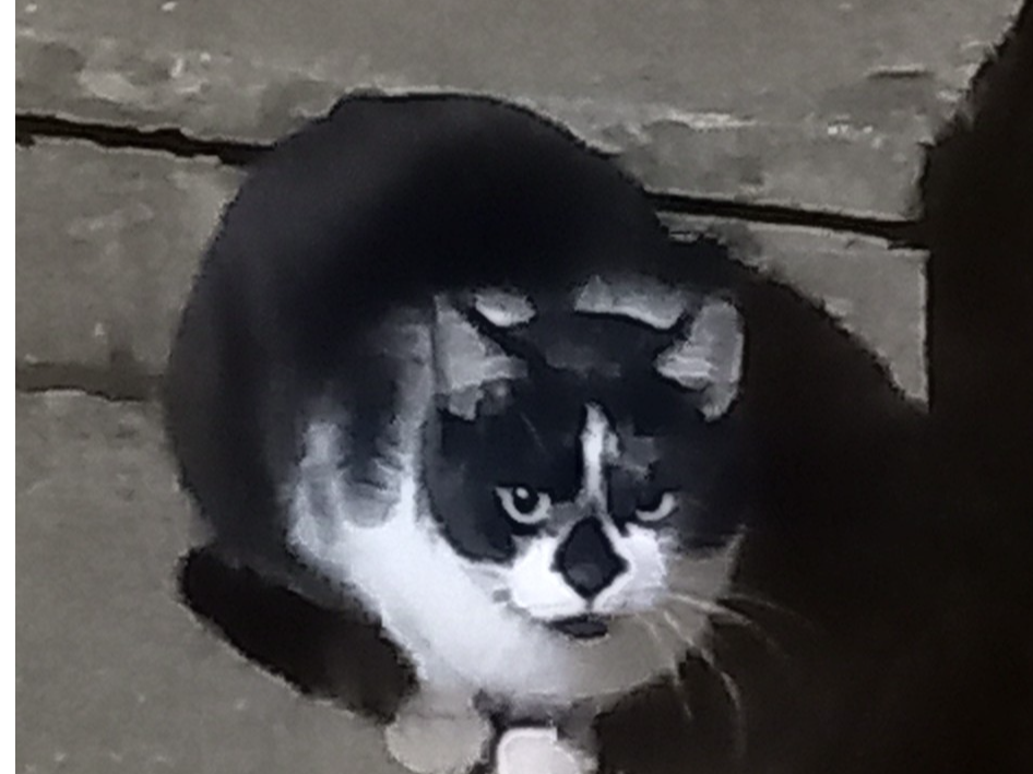 Black & White Cat - Dorking