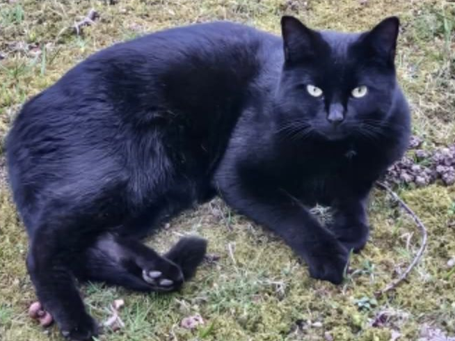 Black Cat