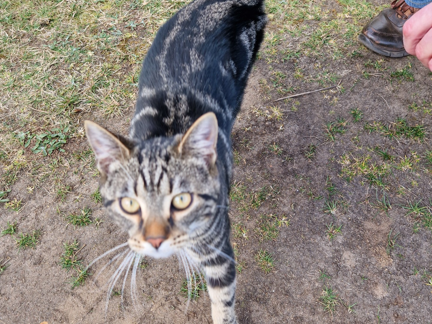 736959 - Tabby in Wimbotsham