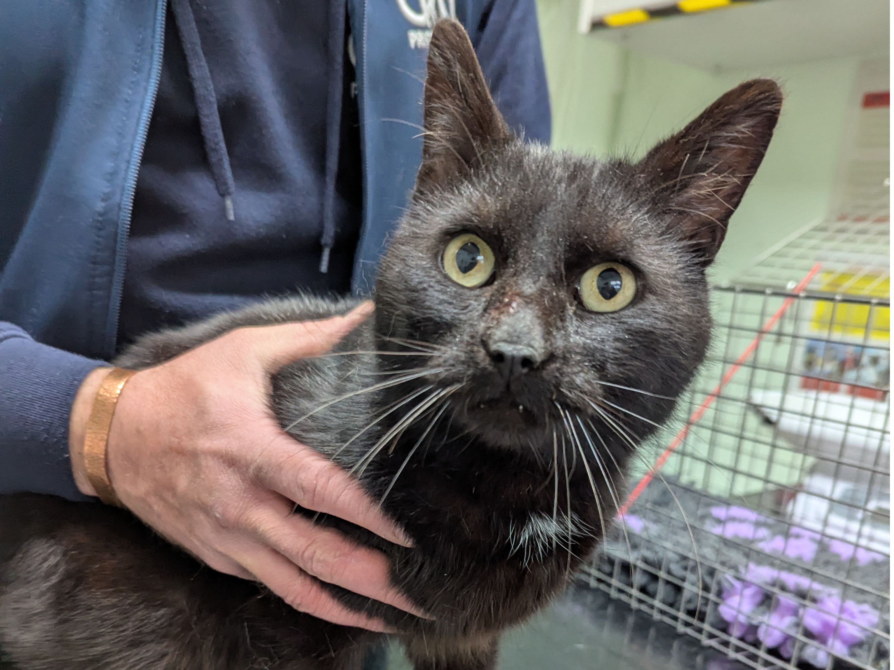 Adult Male Cat