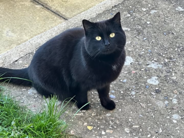 Found 2025.019 - Beauchamp Avenue, nr Tait Place, Gosport