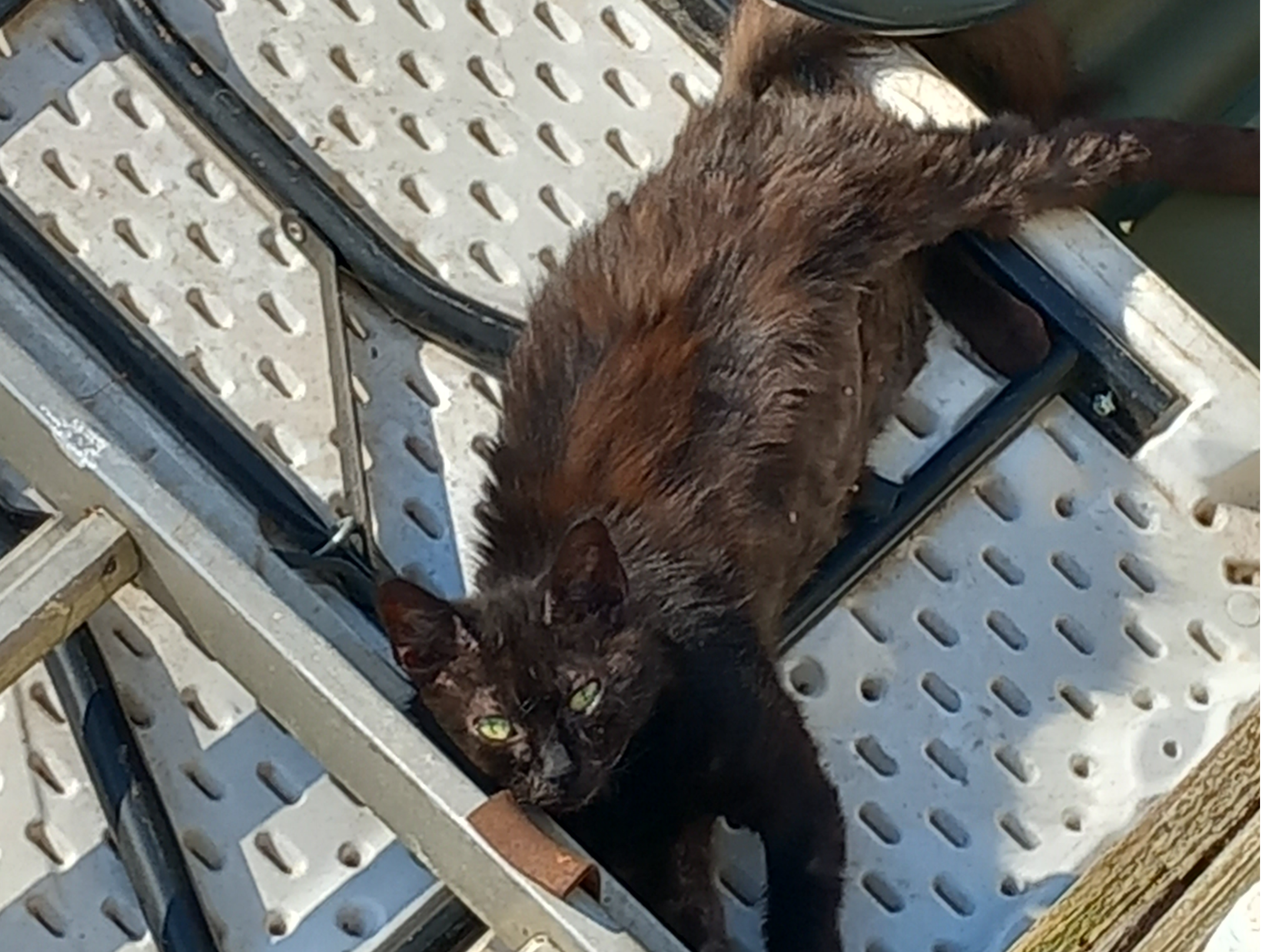 A found cat around Tennyson Avenue - CT1 1ER