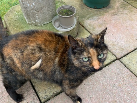 F296 - ASTON ON TRENT - Tortoiseshell Female