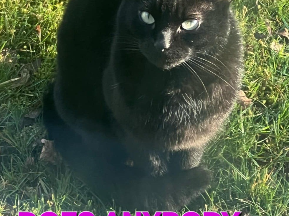 Aboyne stray