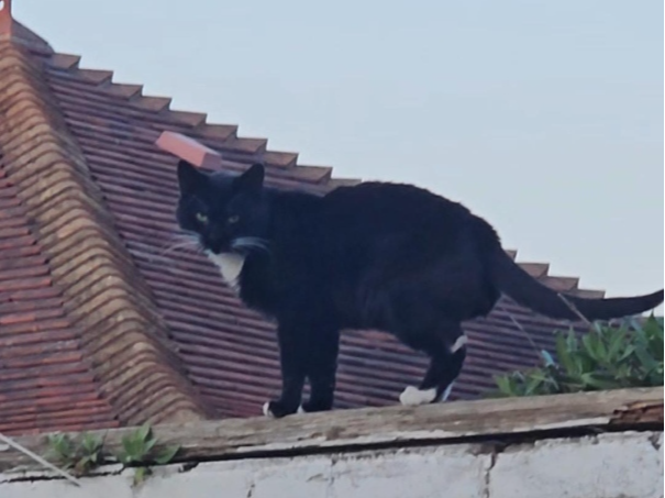 Found 2025.021 - Prince Alfred Street / Mayfield Road, Gosport