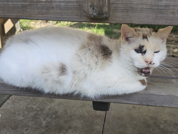 White cat with spots, Kings Hedges