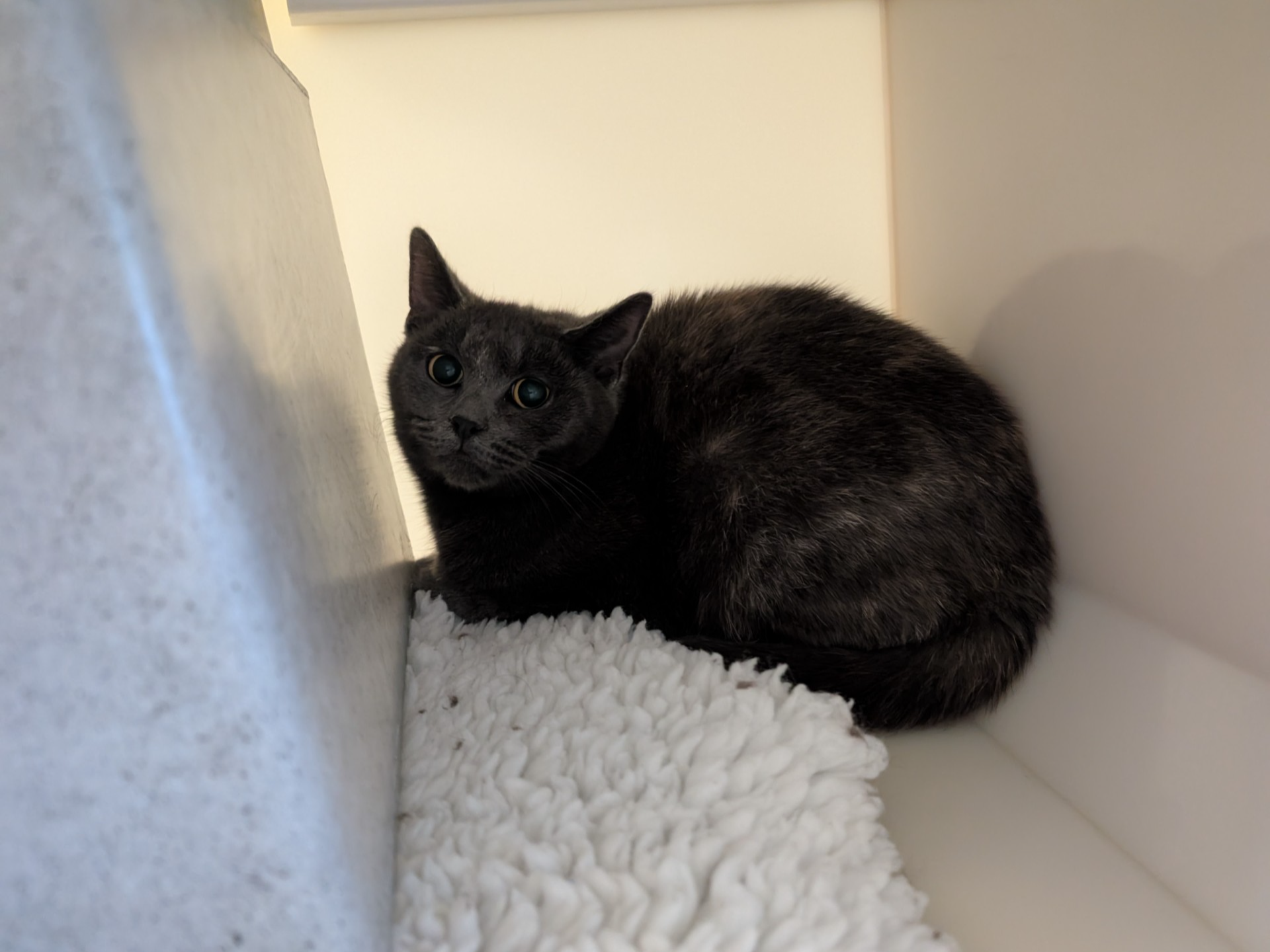 738608 - Found in West Dereham/Ryston