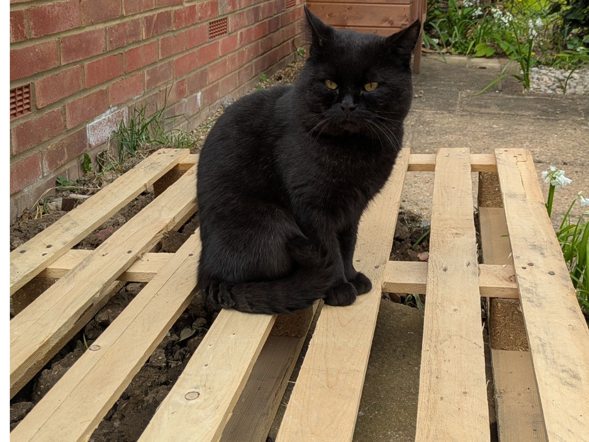 A found cat around CT2 8BD