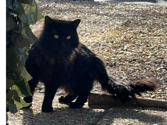 Found 2025.023 Rowner Lane, nr Masten Cres & Mansfield Rd jcts, Gosport