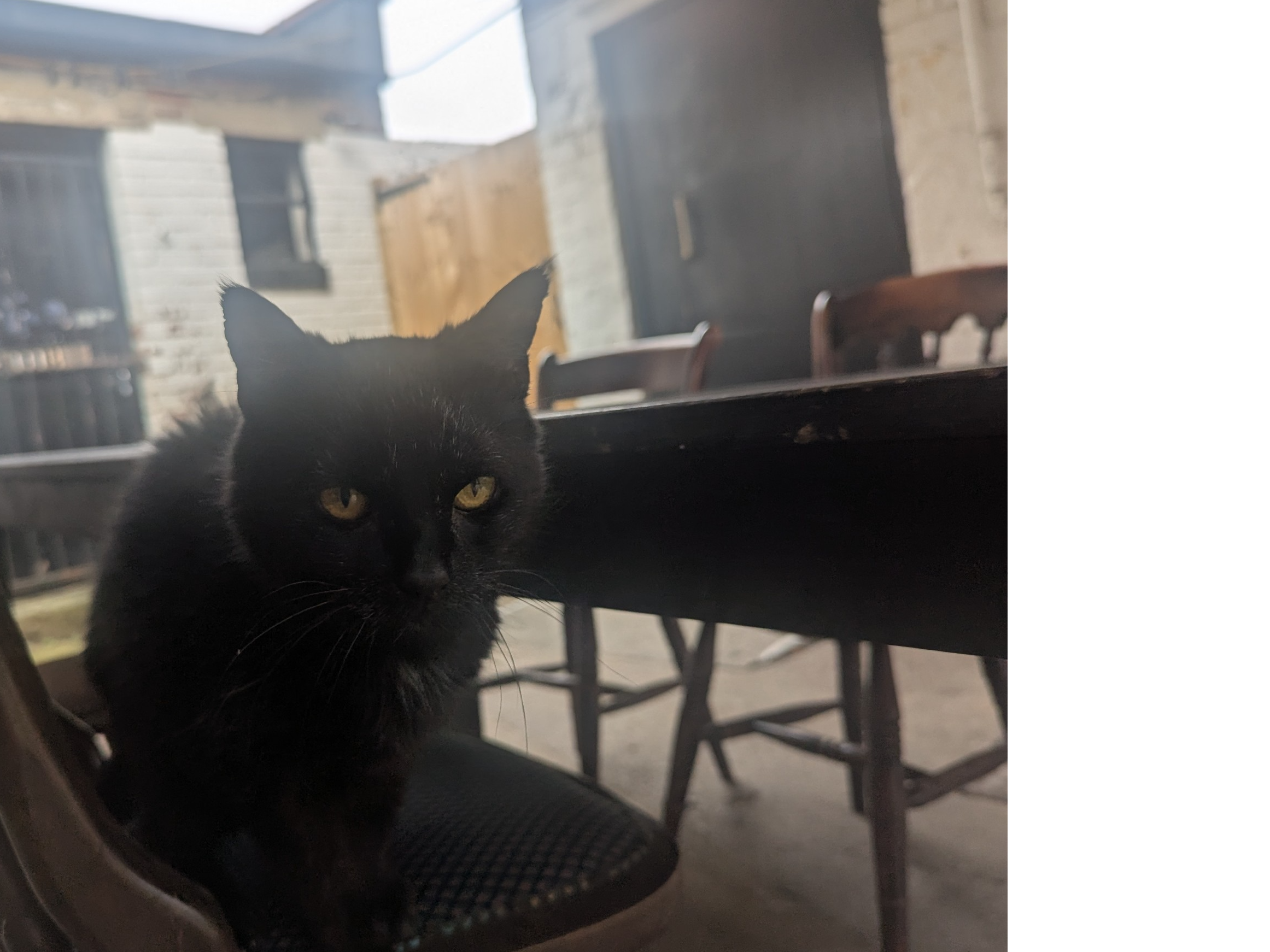 F300 - DERBY - Black cat