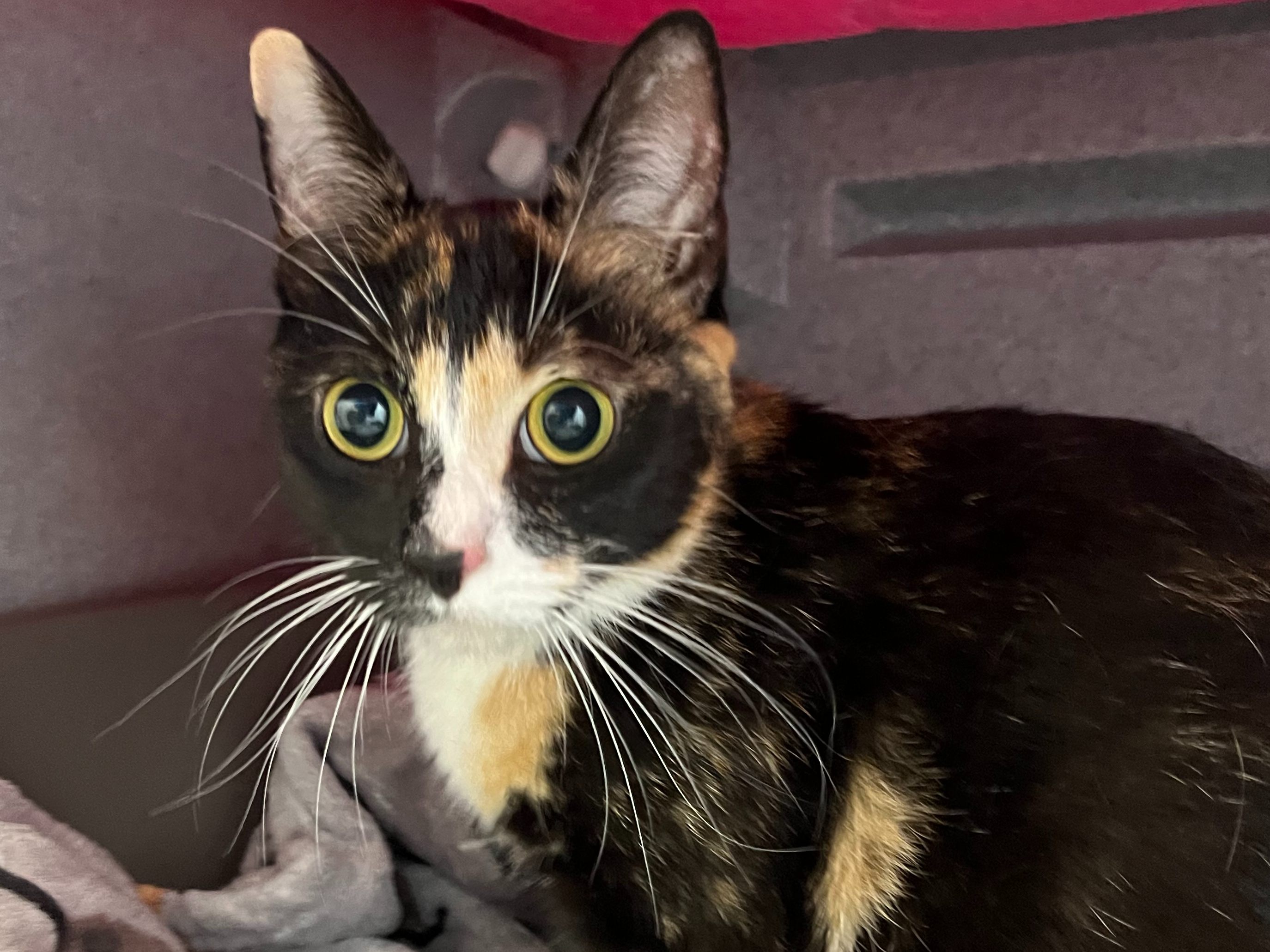 Stray Tortoiseshell + White Female 738917