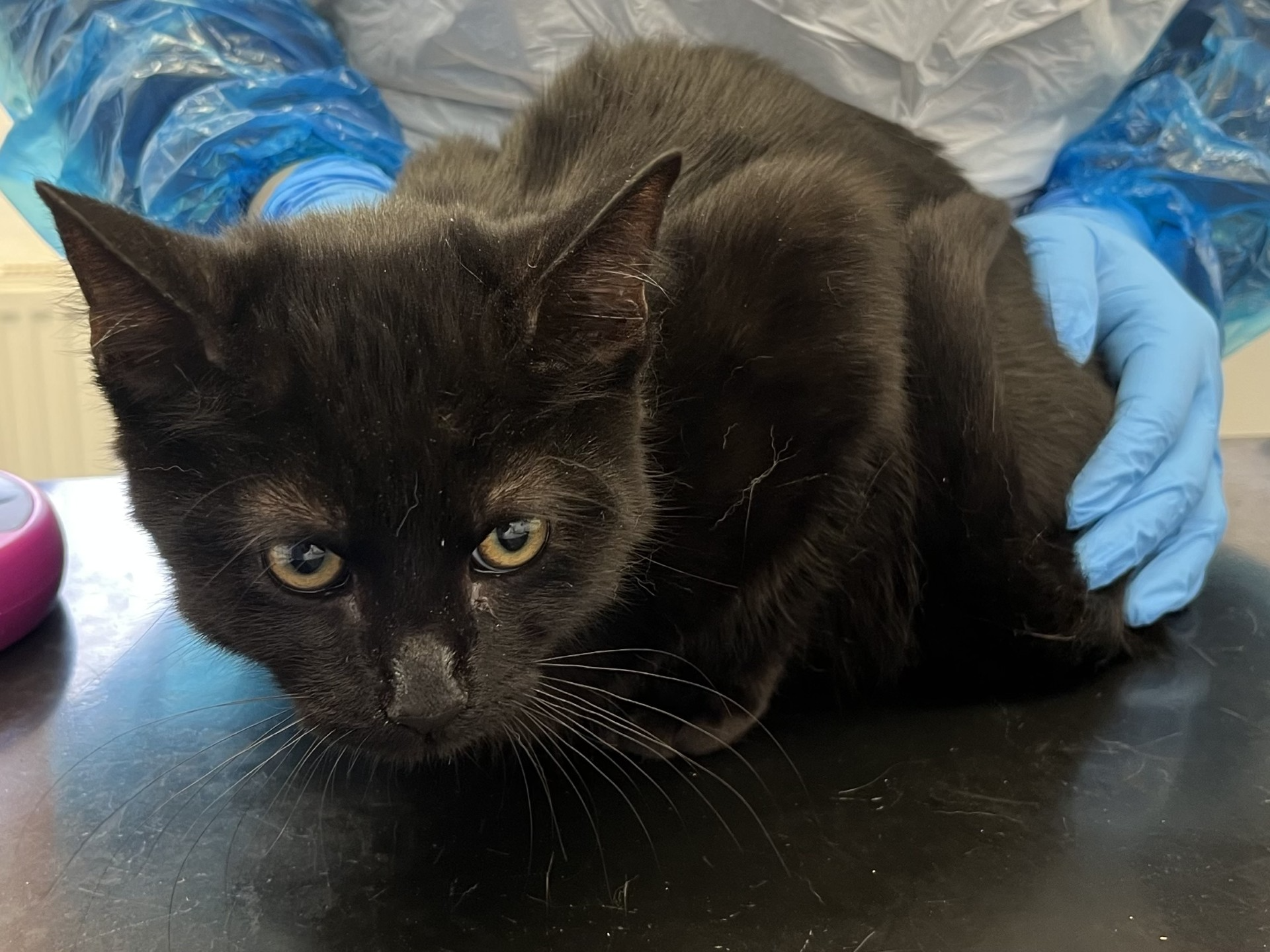 Stray Black Male 738924