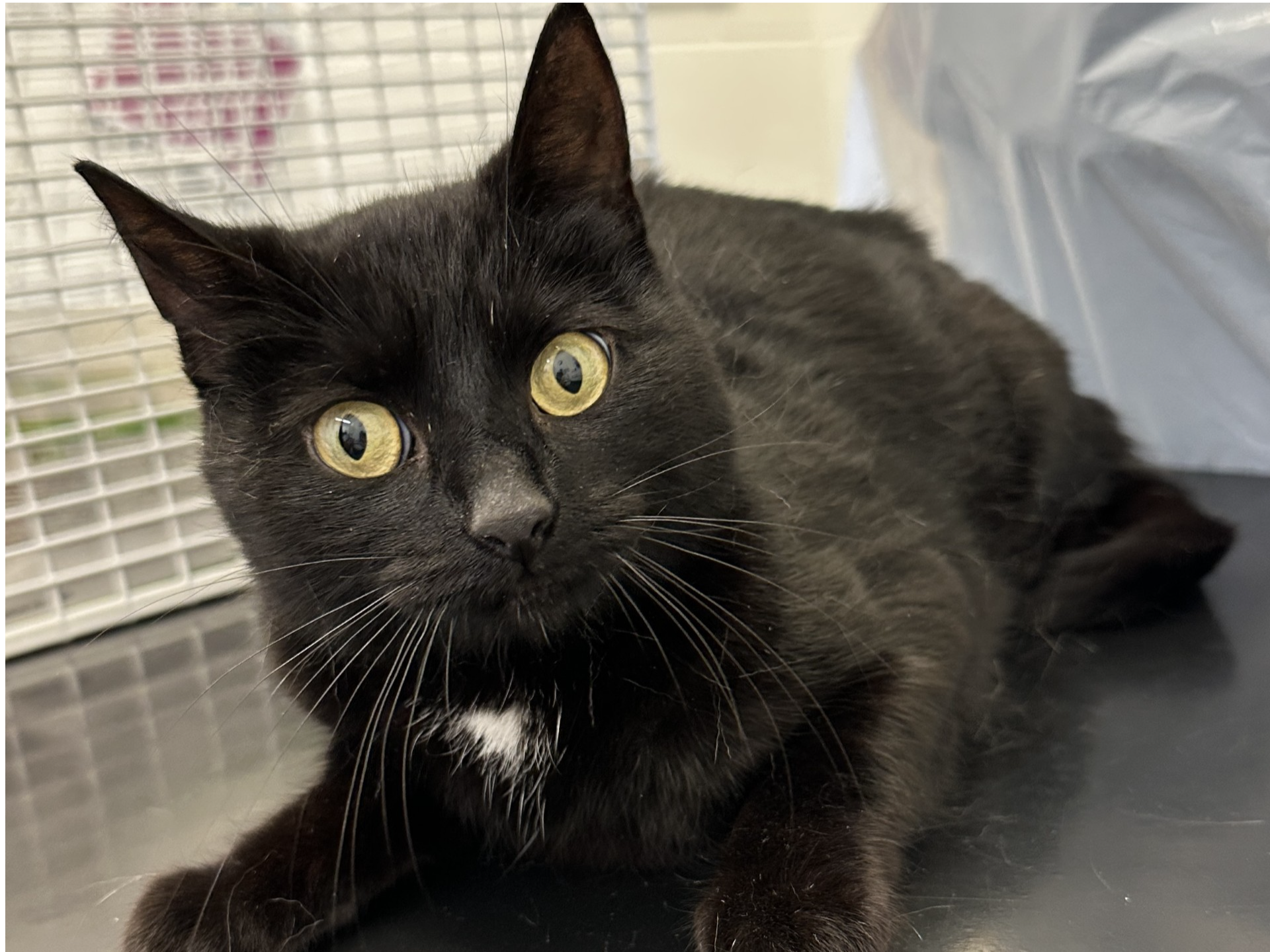 Stray Black Female 738152
