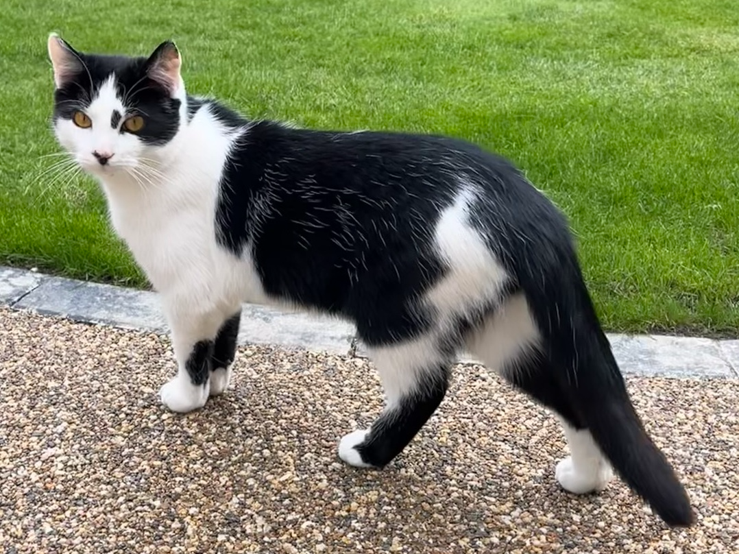 Black/white, Cherry Hinton