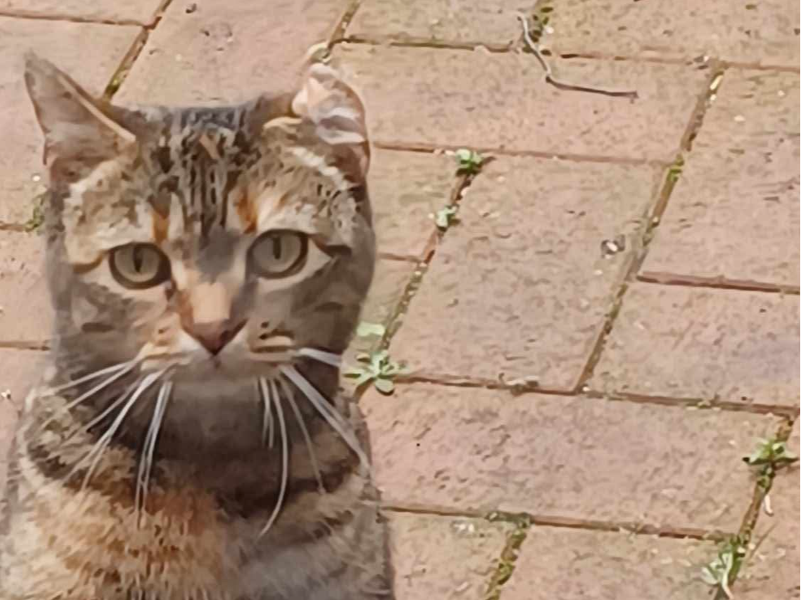 F303 - ALVASTON - Tabby