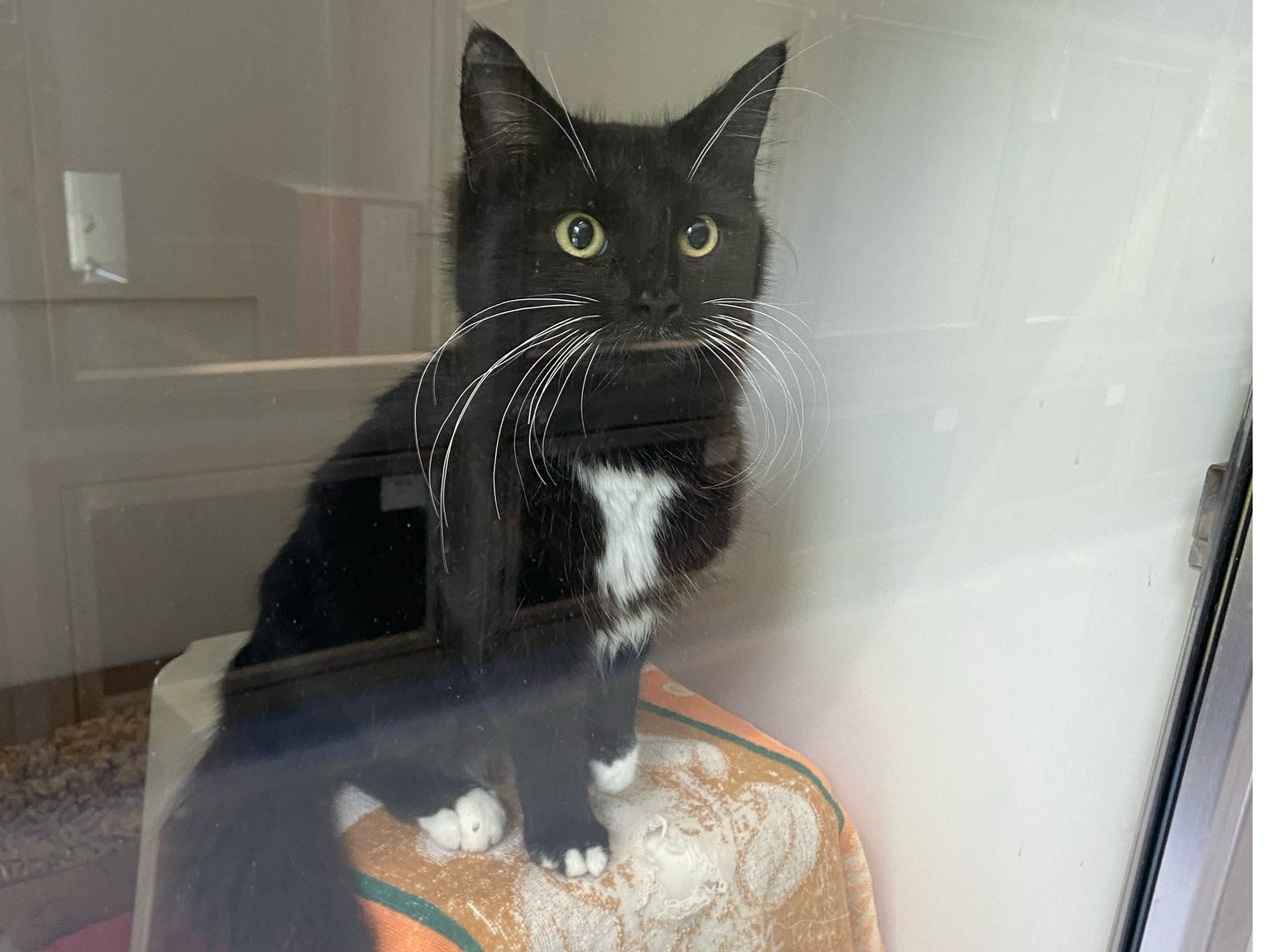 Stray Black + White Female 738955