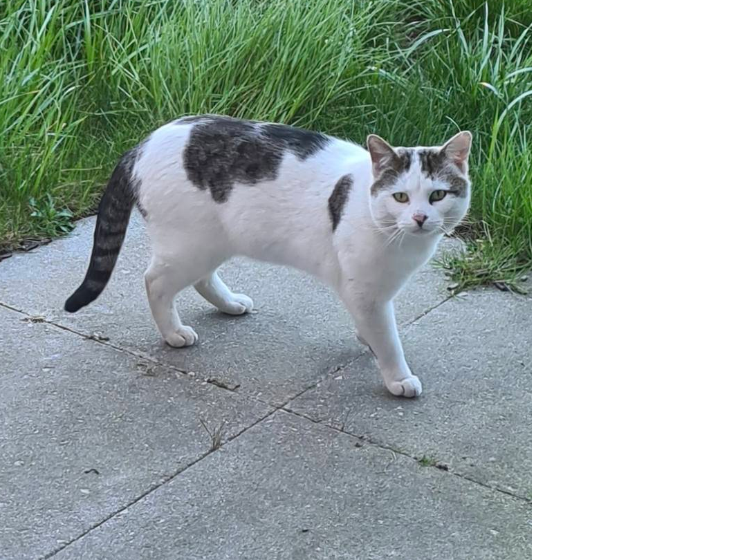 White and Brown Cat