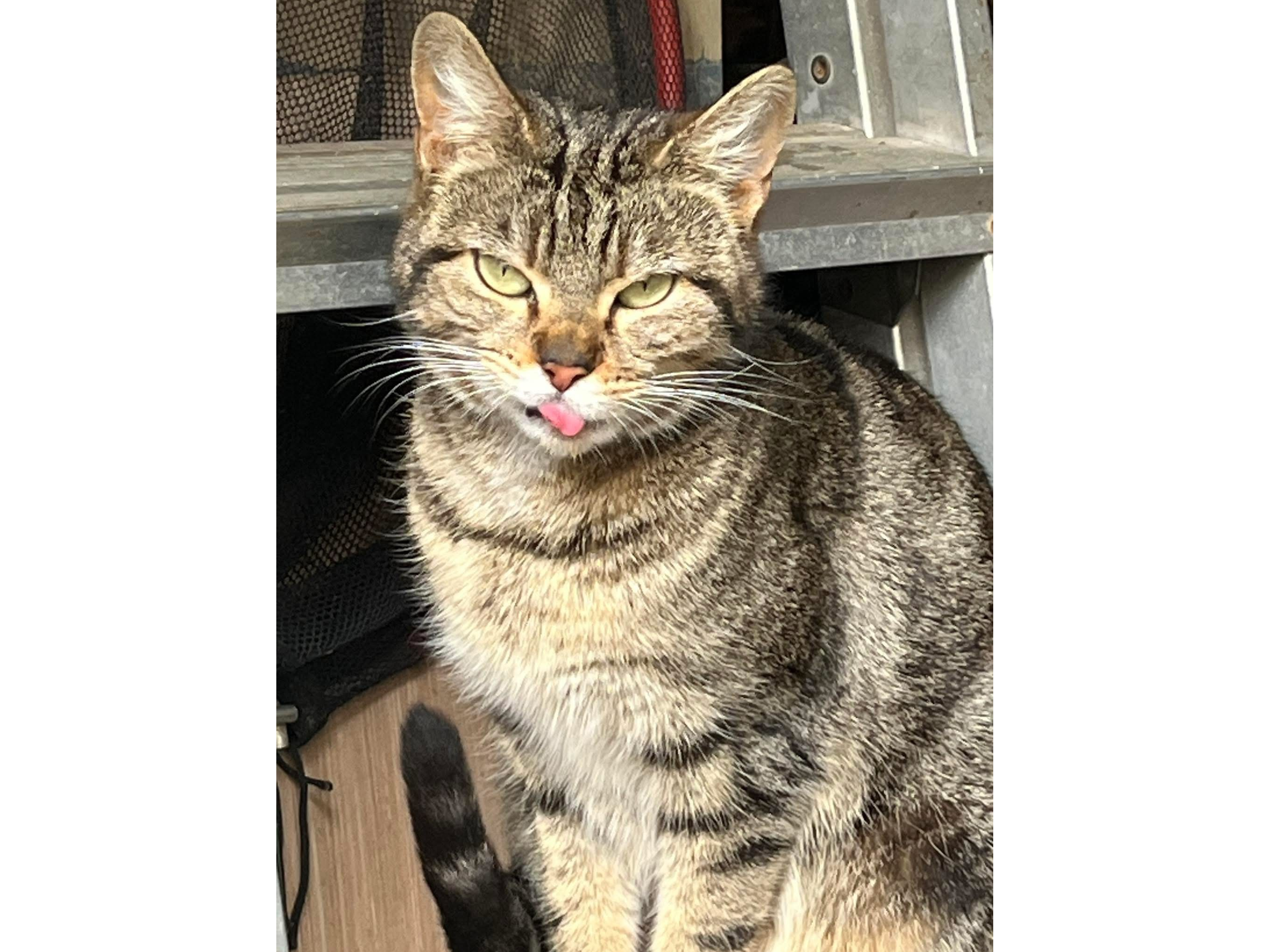 Female Tabby Cat