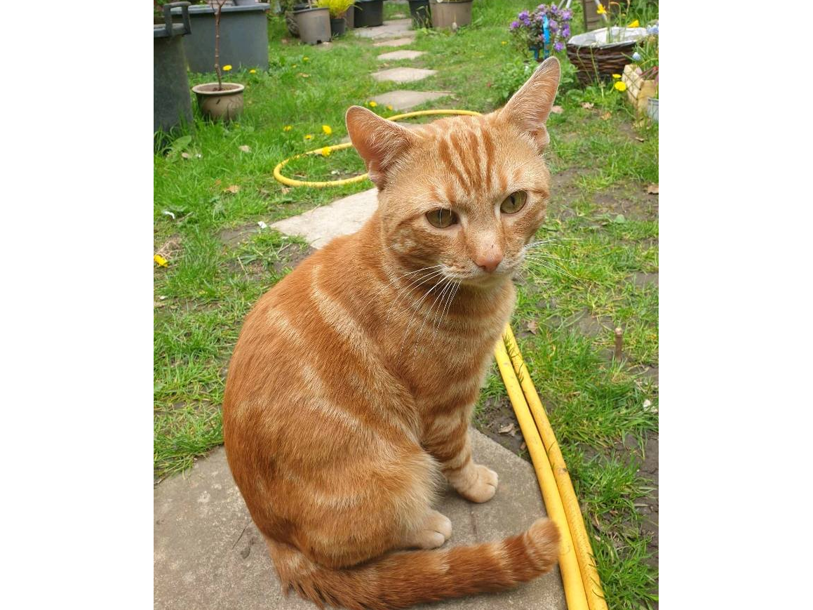Male Ginger Cat