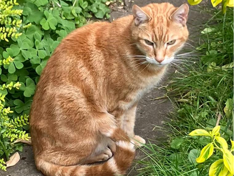 Unknown Cat Found