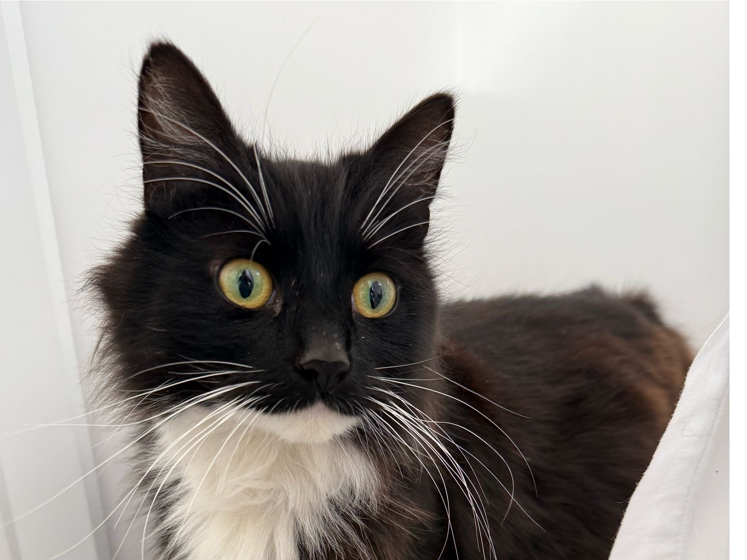 Stray Black + White Female 739857