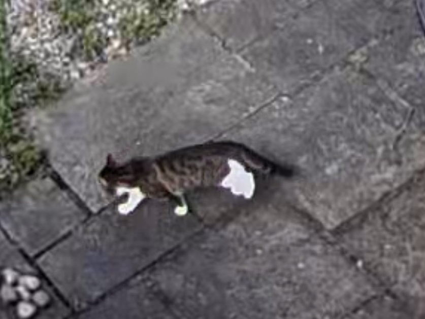 F305 - OAKWOOD - Tabby & White