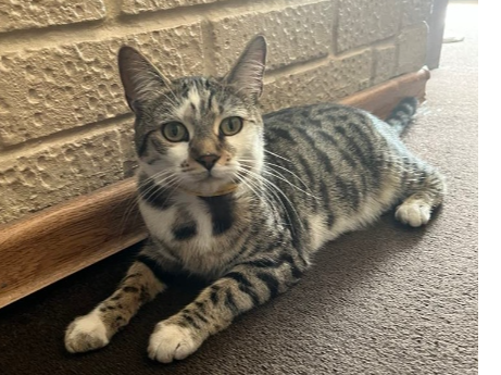 Found 2025.028 - Alver Road, (Mayfield Rd end), Gosport