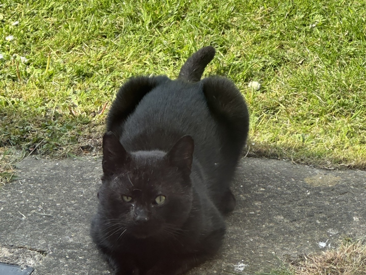 F306 - ROWSLEY - Black cat