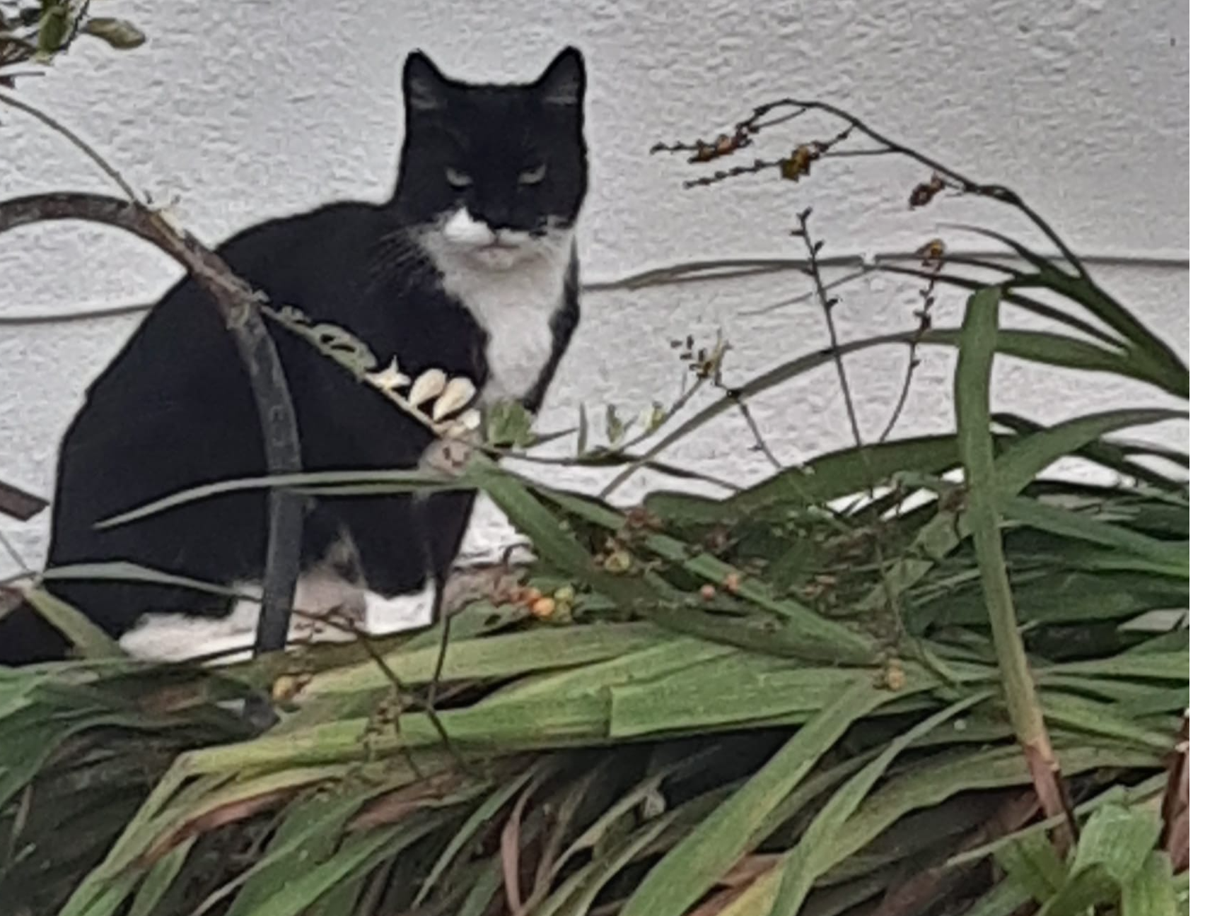 B&W Cat - Epsom