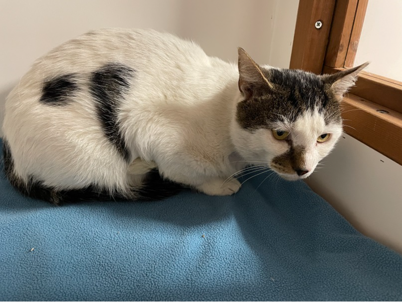 White and tabby - Winyates