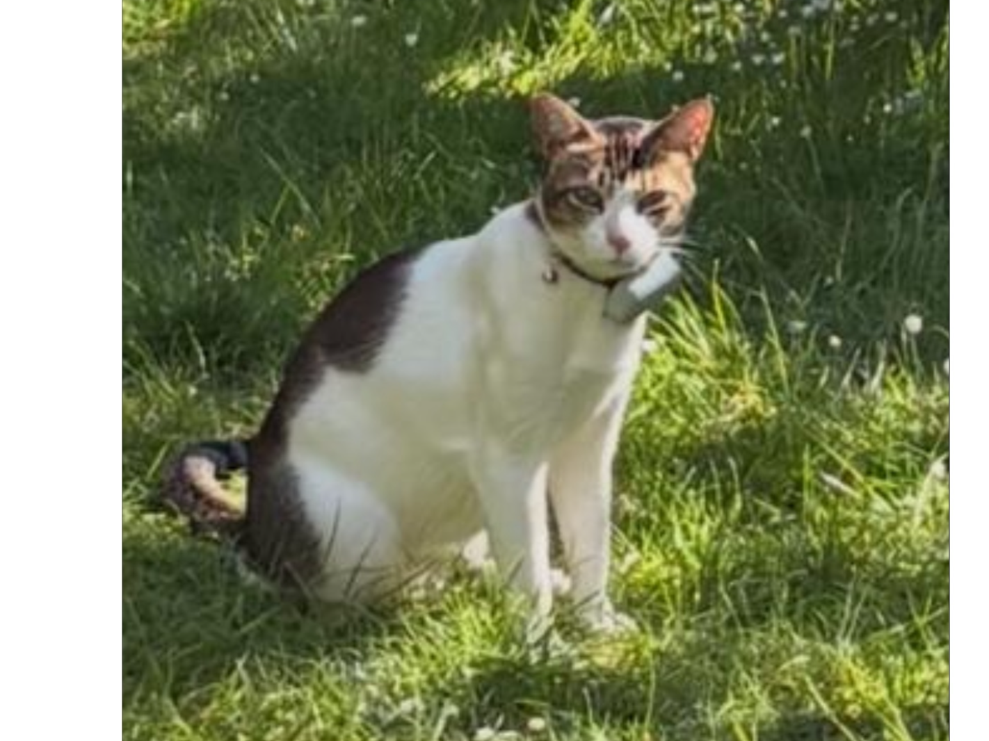 Tabby and white, Gilbert Rd