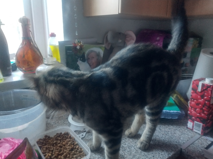 F309 - CHADDESDEN - Tabby