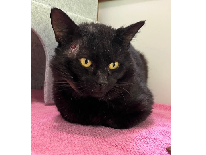Found 2025.032 - Percival Close, Cherque Farm, Lee on Solent