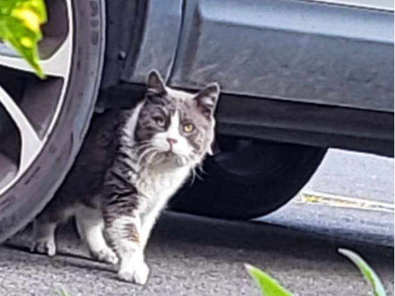 Found 2025.033 - Gold Close, (between Fareham College and Wallisdean School) Fareham, PO14