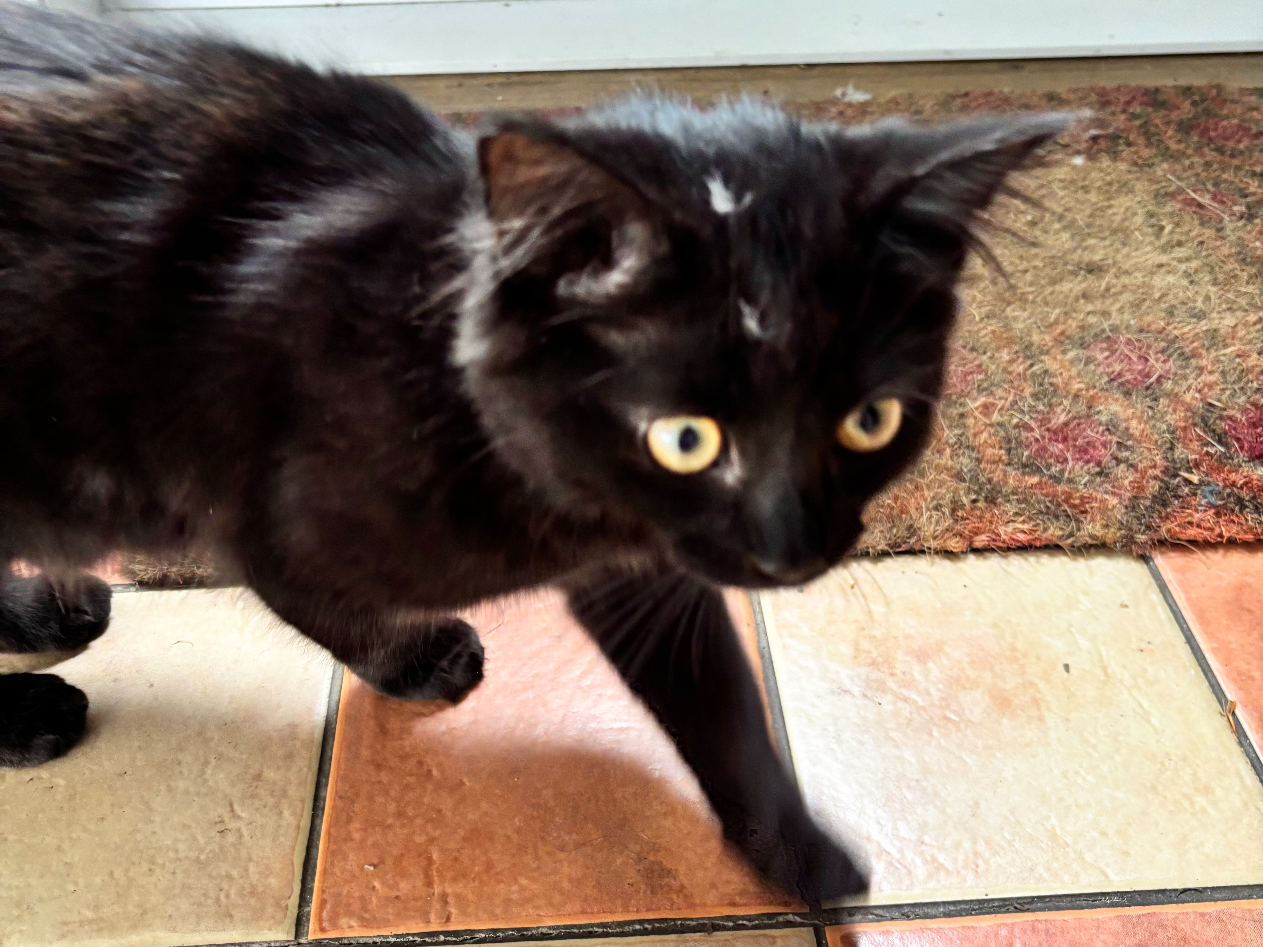 Kitten