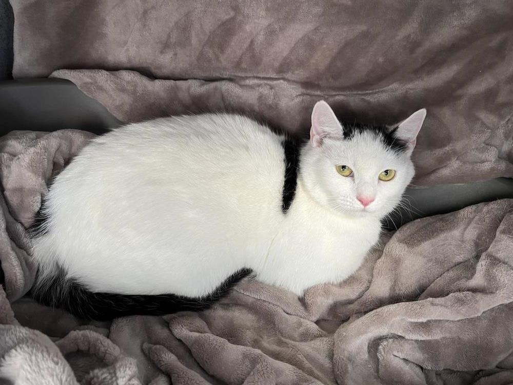 Stray White & Black Female (Unchipped)