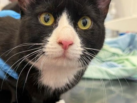 Stray Black & White Male (unchipped) 743484