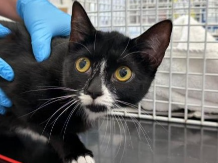 Stray Black & White Female (unchipped) 743485