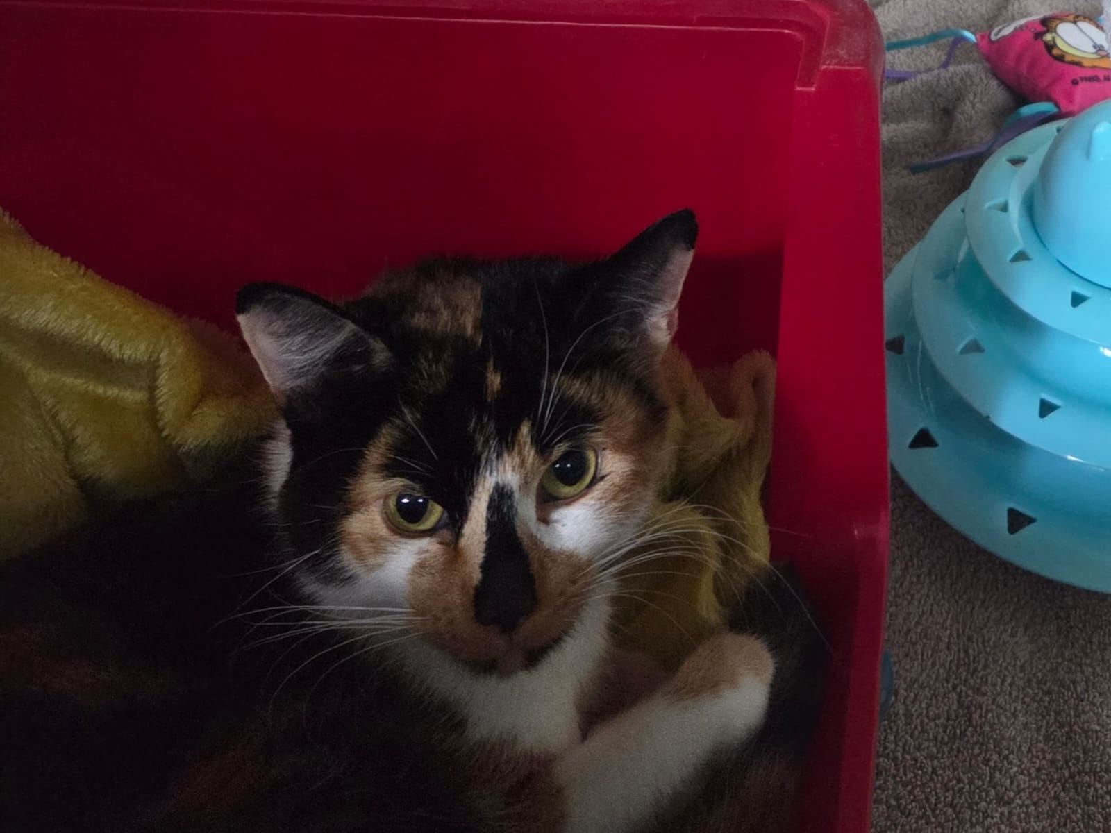 Stray White & Tortie female (unchipped) 743081