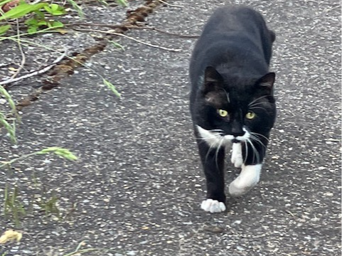 A found cat at Pound Lane Car Park