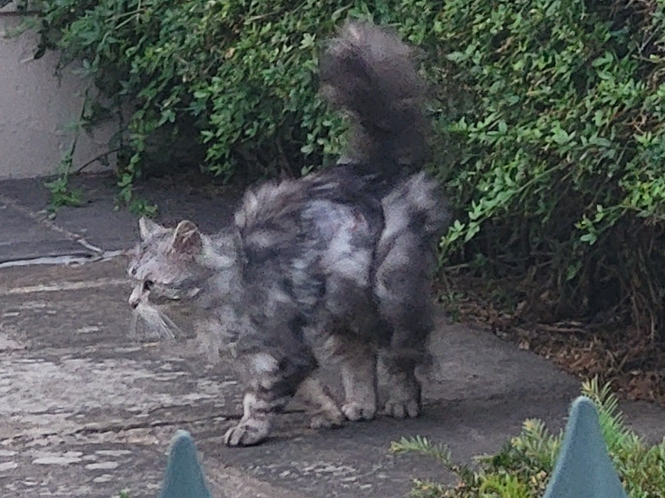 A found cat around Dane John Gardens