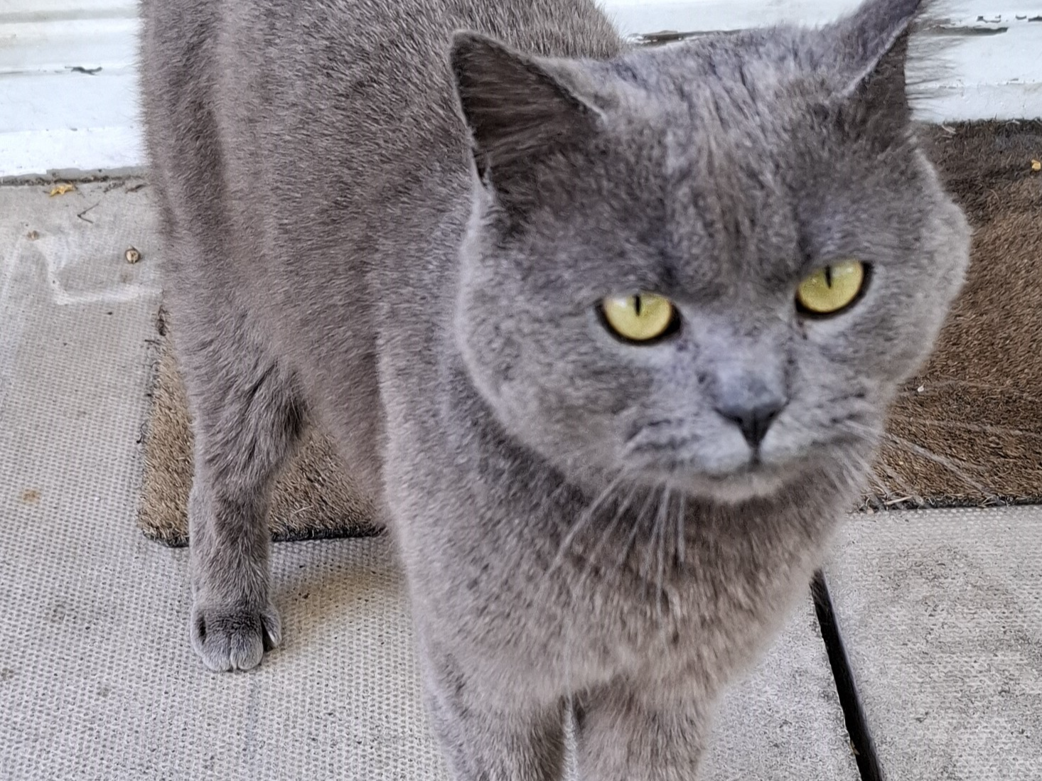 Grey Cat - Chessington