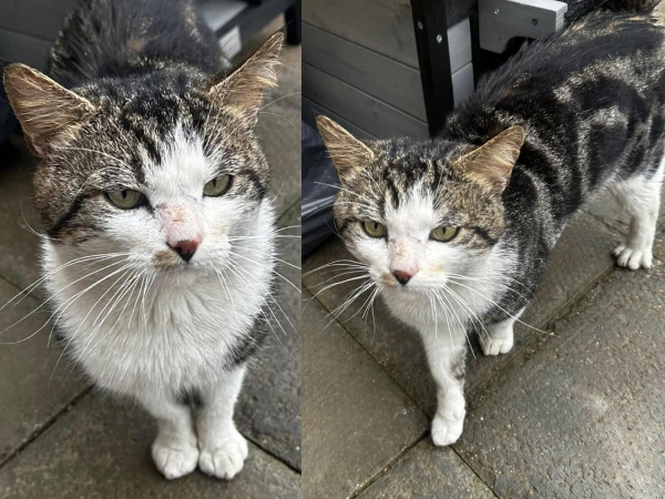 Found cat (Fenham NE4 area)