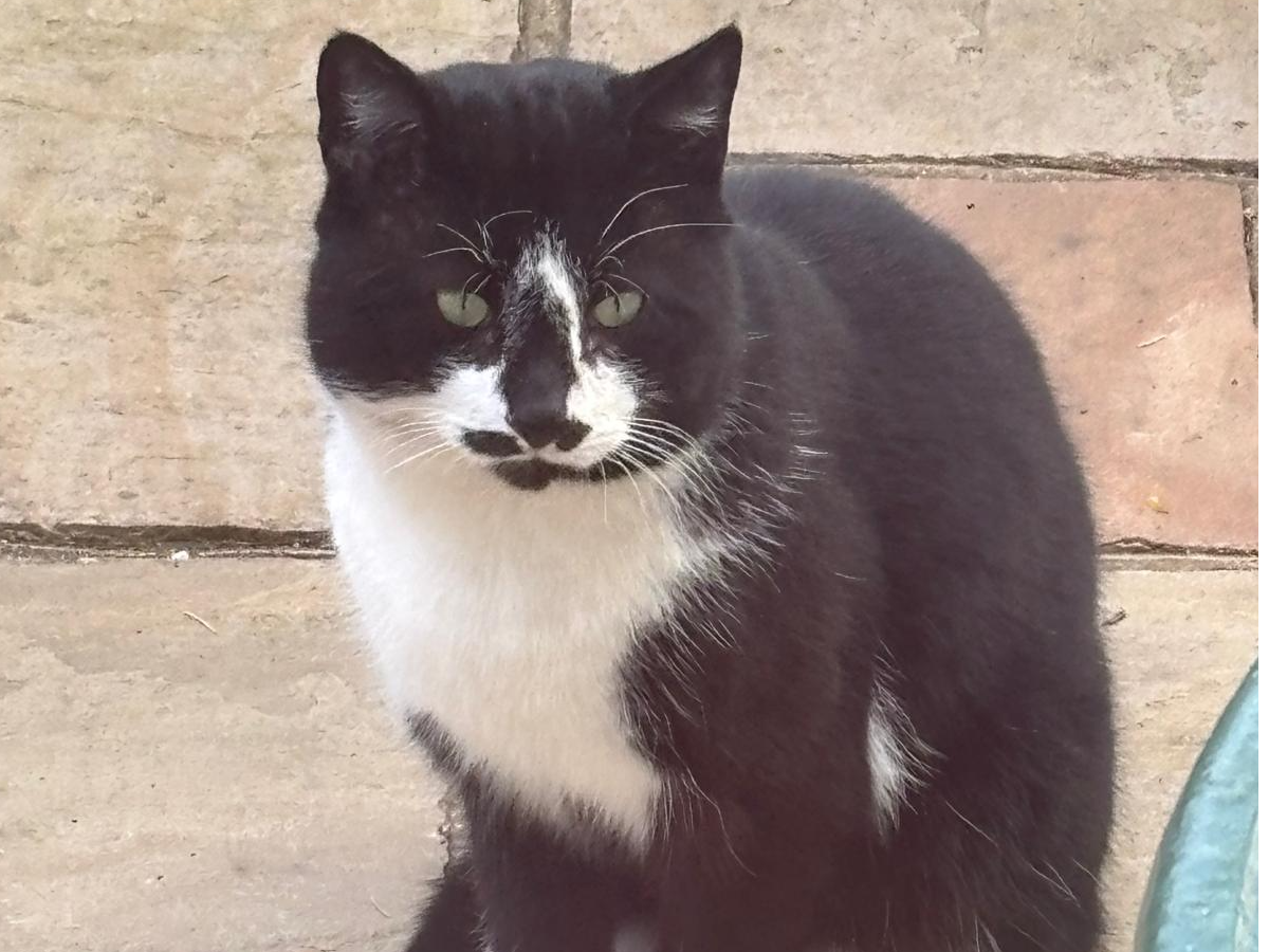 Black & White Cat - Westhumble