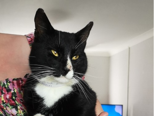 Black and White male - Farcet
