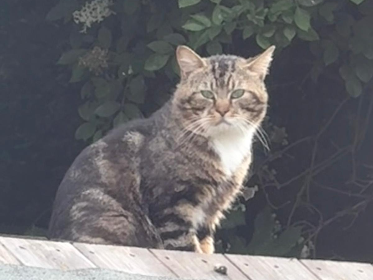 Tabby and white male - Eastfield