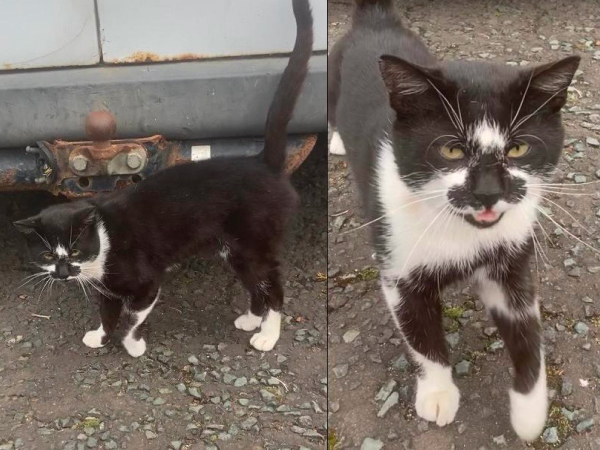 Do you recognise this Cat (Walkergate NE6 area)