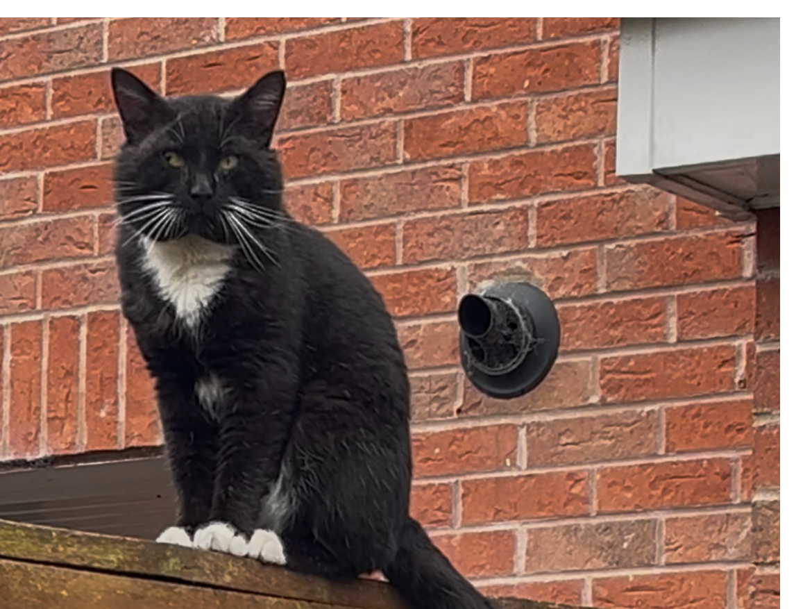F318 - DERBY - Black & White Male
