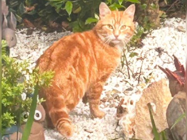 Found cat in West Allotment (NE27)